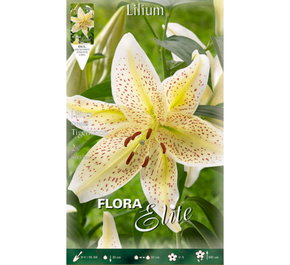 Sodo ir daržo prekės. Sėklos, daigyklos, durpinės tabletės. Gėlių sėklos. Lelija Lilium Oriental Tigermoon 2sv