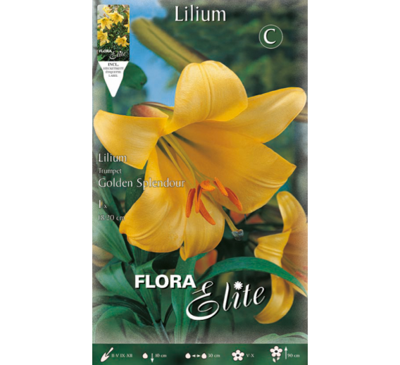 Sodo ir daržo prekės. Sėklos, daigyklos, durpinės tabletės. Gėlių sėklos. Lelija Lilium Trumpet Golden Splendou 1sv