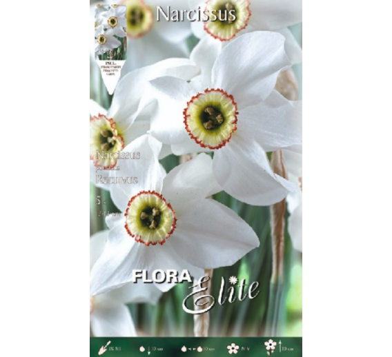 Sodo ir daržo prekės. Sėklos, daigyklos, durpinės tabletės. Gėlių sėklos. Narcizai Narcissus poeticus Recurvus 5sv