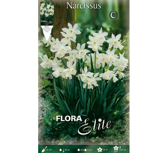 Sodo ir daržo prekės. Sėklos, daigyklos, durpinės tabletės. Gėlių sėklos. Narcizai Narcissus triandrus Thalia 5sv