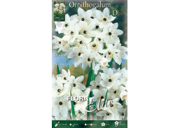 Sodo ir daržo prekės. Sėklos, daigyklos, durpinės tabletės. Gėlių sėklos. Mažoji lelija Omithogalum Arabicum 3sv