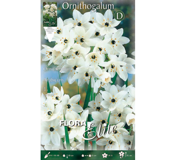 Sodo ir daržo prekės. Sėklos, daigyklos, durpinės tabletės. Gėlių sėklos. Mažoji lelija Omithogalum Arabicum 3sv