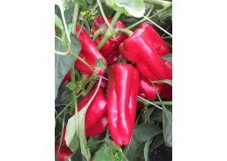 Paprika Fatima 0.2g 