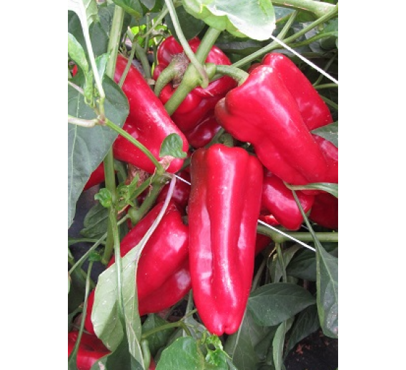 Paprika Fatima 0.2g 
