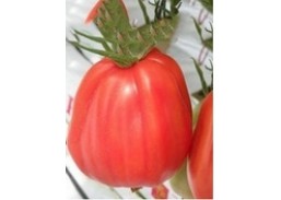 Sodo ir daržo prekės. Sėklos, daigyklos, durpinės tabletės. Pomidorų sėklos. Pomidorai Arawak F1 8s 
