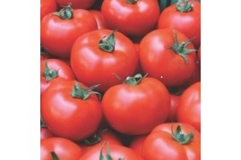 Pomidorai Brooklyn F1 8s 