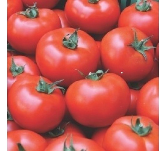 Pomidorai Brooklyn F1 8s 