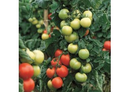 Pomidorai Carmello F1 10 sėklų 