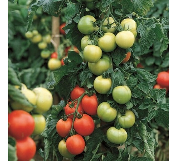 Sodo ir daržo prekės. Sėklos, daigyklos, durpinės tabletės. Pomidorų sėklos. Pomidorai Carmello F1 10 sėklų 