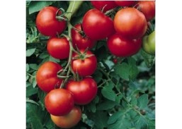 Sodo ir daržo prekės. Sėklos, daigyklos, durpinės tabletės. Pomidorų sėklos. Pomidorai Raisa F1 5s. 