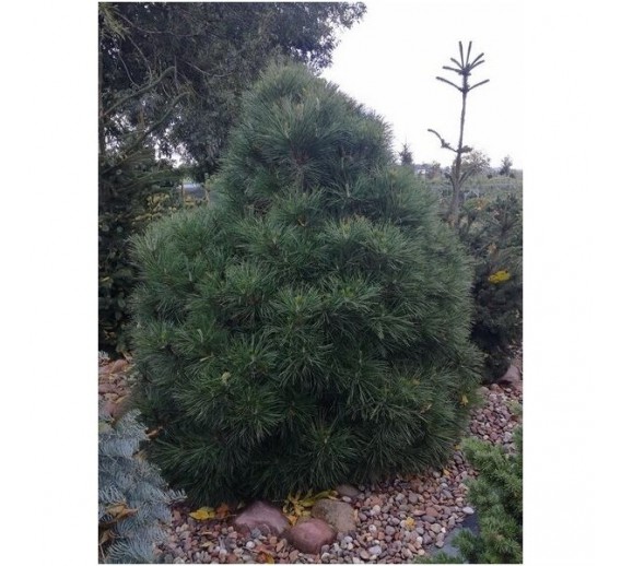 Sodo ir daržo prekės. Augalai. Spygliuočiai. Pušis juodoji Pinus nigra Spielberg 
