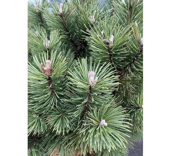 Sodo ir daržo prekės. Augalai. Spygliuočiai. Pušis kalninė Pinus mugo Columbo 
