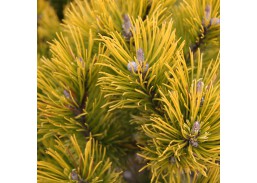 Sodo ir daržo prekės. Augalai. Spygliuočiai. Pušis kalninė Pinus mugo Winter Gold 