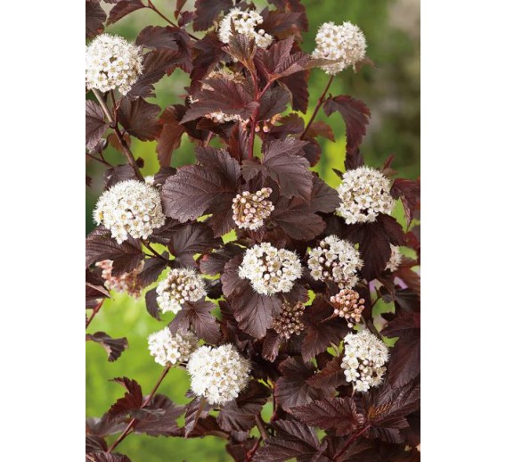 Sodo ir daržo prekės. Augalai. Dekoratyviniai augalai . Pūslenis putinalapis Red Baron Physocarpus opulifolius 
