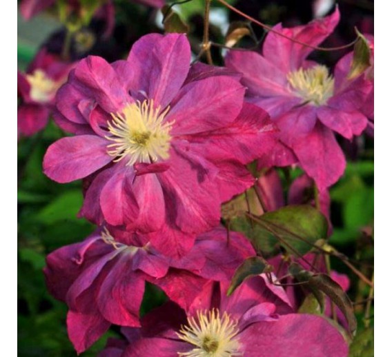 Sodo ir daržo prekės. Augalai. Žydinčios gėlės . Raganė Clematis Red Star