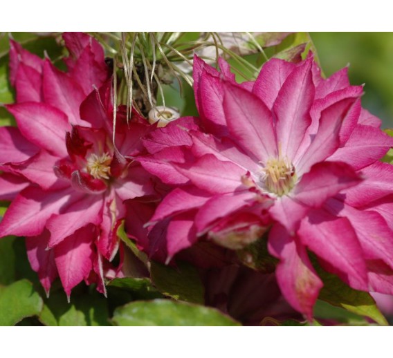 Sodo ir daržo prekės. Augalai. Žydinčios gėlės . Raganė Clematis Akafuji 