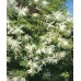 Sodo ir daržo prekės. Augalai. Žydinčios gėlės . Raganė Clematis Albina Plena