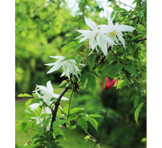 Sodo ir daržo prekės. Augalai. Žydinčios gėlės . Raganė Clematis Albina Plena