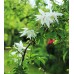 Sodo ir daržo prekės. Augalai. Žydinčios gėlės . Raganė Clematis Albina Plena kaina