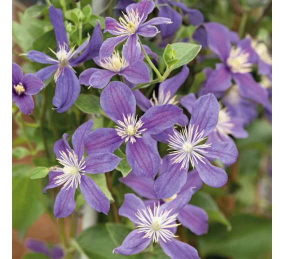 Sodo ir daržo prekės. Augalai. Žydinčios gėlės . Raganė Clematis Arabella