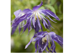 Sodo ir daržo prekės. Augalai. Žydinčios gėlės . Raganė Clematis Blue Surprise