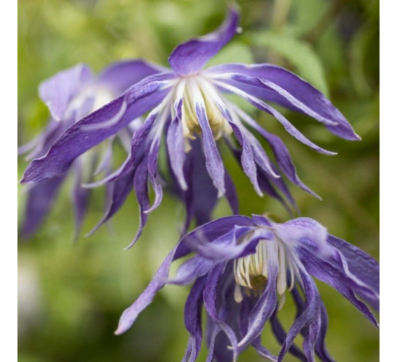 Sodo ir daržo prekės. Augalai. Žydinčios gėlės . Raganė Clematis Blue Surprise