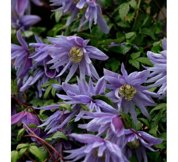 Sodo ir daržo prekės. Augalai. Žydinčios gėlės . Raganė Clematis Cecile