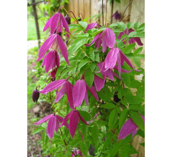 Sodo ir daržo prekės. Augalai. Žydinčios gėlės . Raganė Clematis Constance