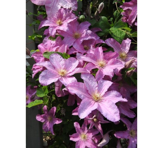 Sodo ir daržo prekės. Augalai. Žydinčios gėlės . Raganė Clematis Danuta