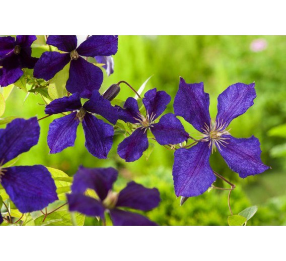 Sodo ir daržo prekės. Augalai. Žydinčios gėlės . Raganė Clematis Jackmanii