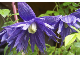 Sodo ir daržo prekės. Augalai. Žydinčios gėlės . Raganė Clematis Jiska