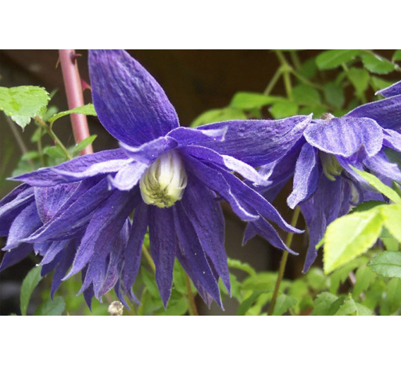 Sodo ir daržo prekės. Augalai. Žydinčios gėlės . Raganė Clematis Jiska