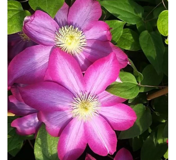 Sodo ir daržo prekės. Augalai. Žydinčios gėlės . Raganė Clematis Kakio PINK CHAMPAGNE