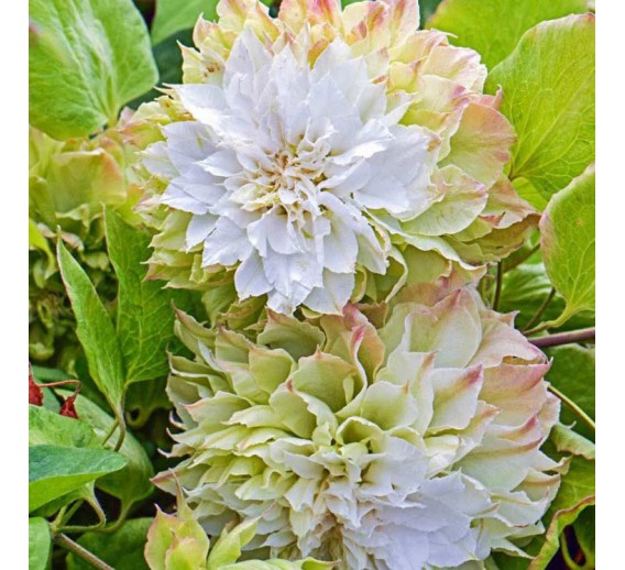 Sodo ir daržo prekės. Augalai. Žydinčios gėlės . Raganė Clematis Midori