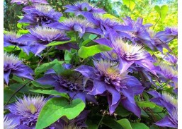 Sodo ir daržo prekės. Augalai. Žydinčios gėlės . Raganė Clematis Multi Blue