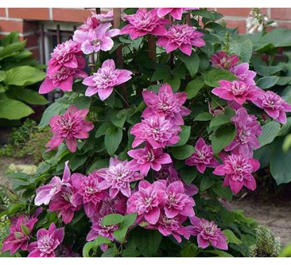 Sodo ir daržo prekės. Augalai. Žydinčios gėlės . Raganė Clematis My Beauty