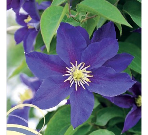 Sodo ir daržo prekės. Augalai. Žydinčios gėlės . Raganė Clematis Neonka