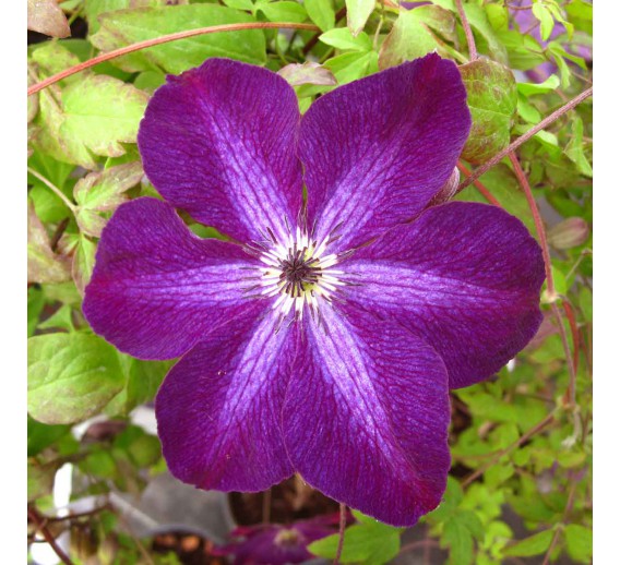 Sodo ir daržo prekės. Augalai. Žydinčios gėlės . Raganė Clematis Night Veil
