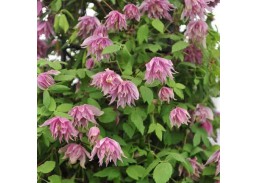 Sodo ir daržo prekės. Augalai. Žydinčios gėlės . Raganė Clematis Pink Surprise