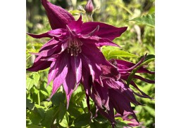 Sodo ir daržo prekės. Augalai. Žydinčios gėlės . Raganė Clematis Purple Surprise