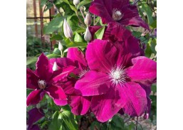 Sodo ir daržo prekės. Augalai. Žydinčios gėlės . Raganė Clematis Rouge Cardinal