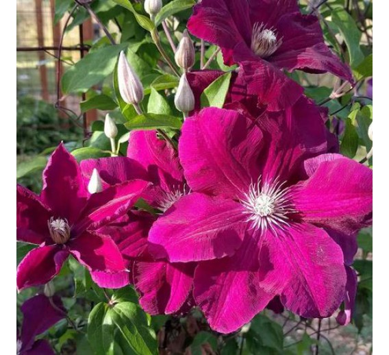 Sodo ir daržo prekės. Augalai. Žydinčios gėlės . Raganė Clematis Rouge Cardinal