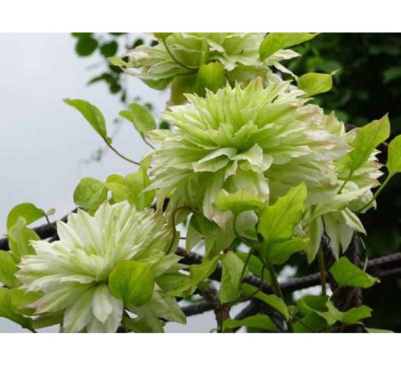 Sodo ir daržo prekės. Augalai. Žydinčios gėlės . Raganė Clematis Sen-no-kaze