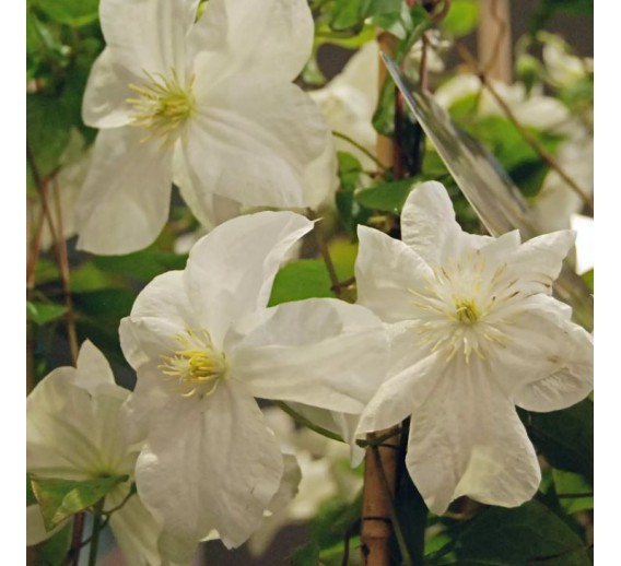 Sodo ir daržo prekės. Augalai. Žydinčios gėlės . Raganė Clematis Snow Storm