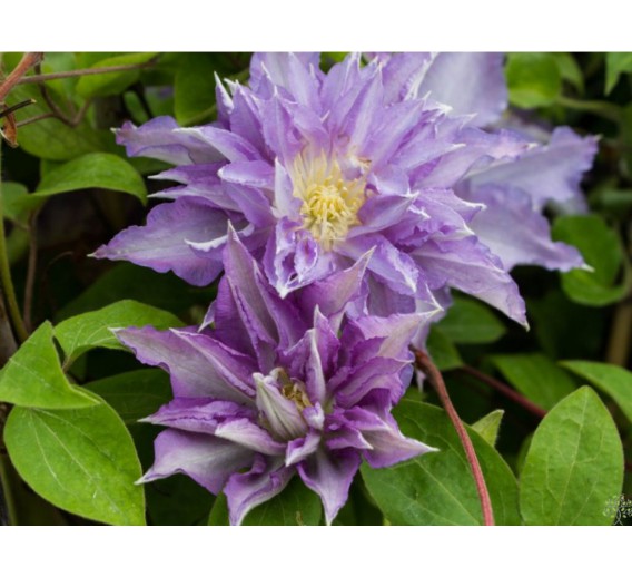 Sodo ir daržo prekės. Augalai. Žydinčios gėlės . Raganė Clematis Thyrislund