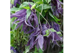 Sodo ir daržo prekės. Augalai. Žydinčios gėlės . Raganė Clematis Violet Surprise