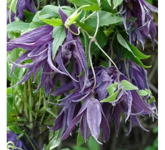 Sodo ir daržo prekės. Augalai. Žydinčios gėlės . Raganė Clematis Violet Surprise