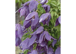 Sodo ir daržo prekės. Augalai. Žydinčios gėlės . Raganė Clematis Violet Lampion Orion