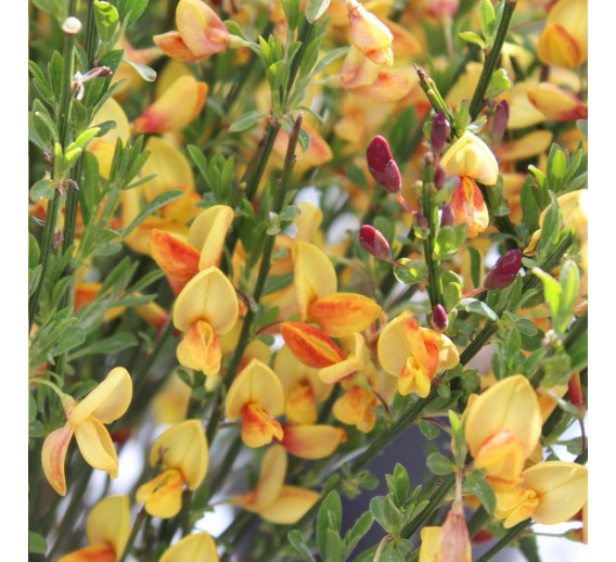 Sodo ir daržo prekės. Augalai. Dekoratyviniai augalai . Raipstas Cytisus Apricot Gem