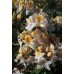 Sodo ir daržo prekės. Augalai. Žydinčios gėlės . Azalija Rhododendron Azalea 